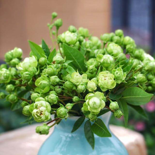 这月季，花色奇特新颖，让人耳目一新，盆栽一棵四季赏花