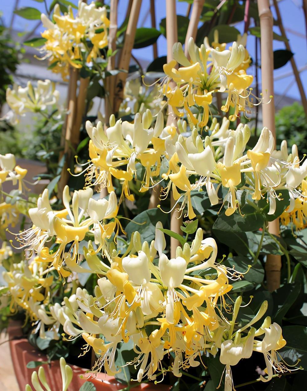 繁殖|4种花,摘一个枝条插盆里,很快就长叶长根,当年就开花