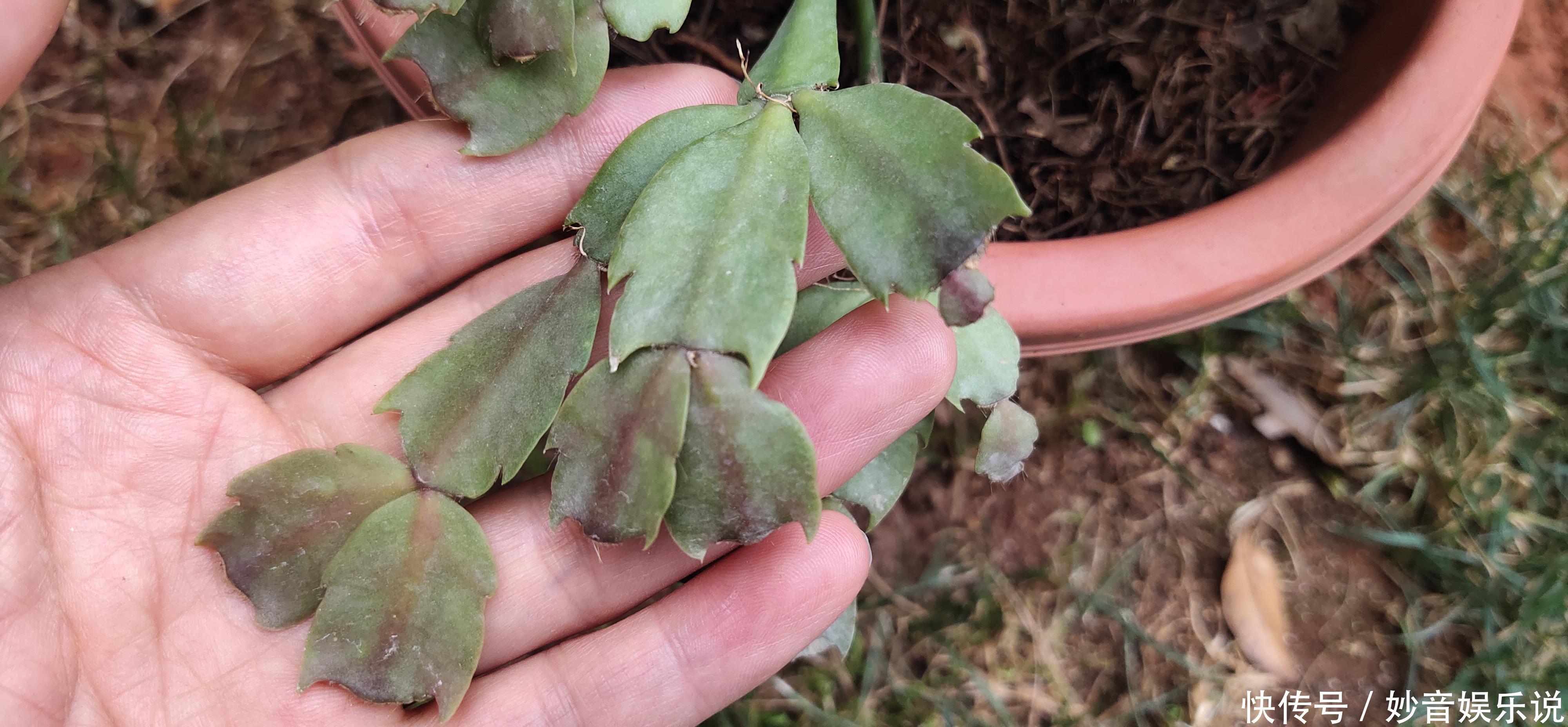 新叶|别让蟹爪兰开花了!想让叶子肥嘟嘟,长势好,现在就要这样养