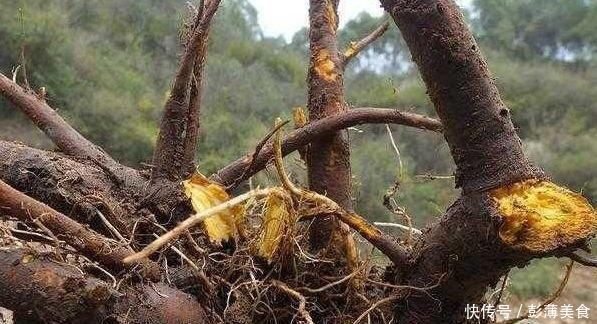 根茎却藏有“黄金”像菠菜的野草,是上等的珍贵药材你们见过吗