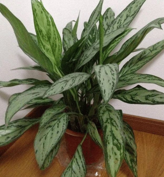 银皇后银皇后|土豪都养3种花,镇宅又旺运,寓意吉祥人人爱,家里养真适合