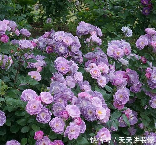 有个小院子,养些紫色的花,待“紫气东来”,浪漫又高级