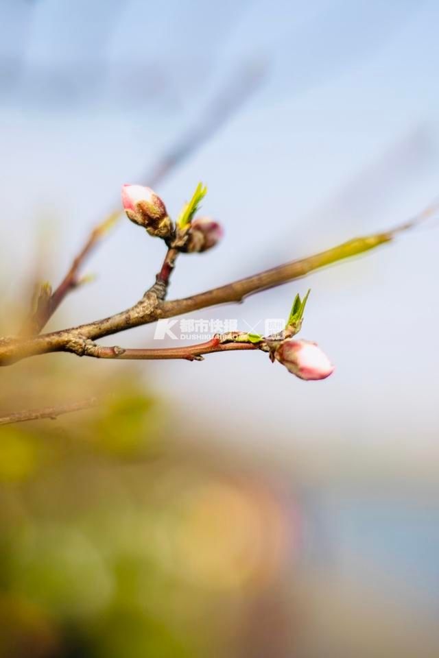 马上！西湖边的桃花也要开了