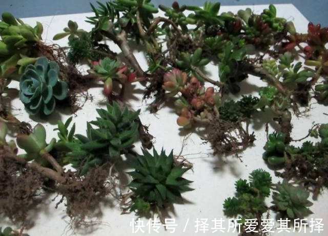 秋天买的多肉，3个“进门礼”，嗖嗖冒白根，挤满新芽芽