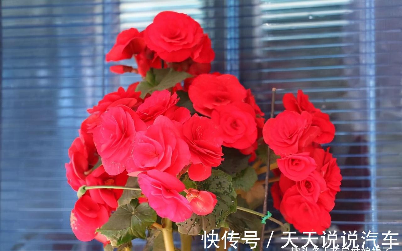 11种花不能被雨淋,就算秋冬季节也不行,再不往回搬,后悔就晚了