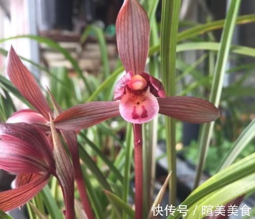 艺兰|这三种兰花,花旺人更旺,花红浓香,百看不厌,是冬日养兰首选