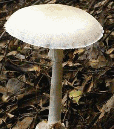 嘉兴|吃了野外采来的“白伞伞”,嘉兴20多岁情侣严重中毒救治希望渺茫!台风过后它们又将疯长,千万别采