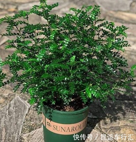 3种植物,就像净化器一样,能“净化空气”,效果很好