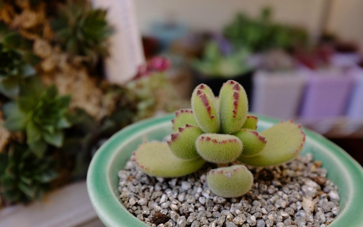 该如何看护多肉熊童子?从这6方面下手准没错