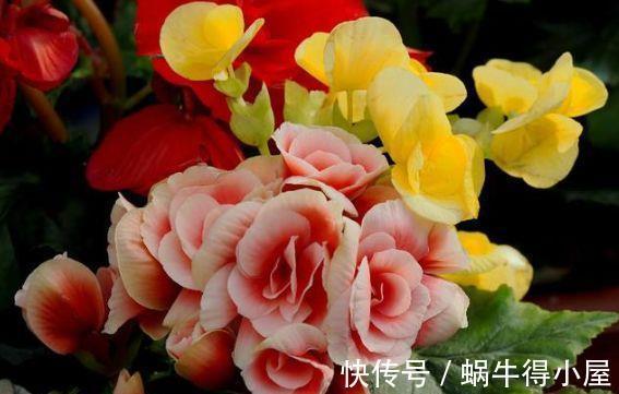 球根|农历7月4号起,最适合养这些花,满屋飘香,花朵烂漫迷人
