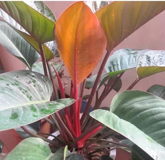 土豪都养3种花,四季常青,镇宅又旺财,生长健壮,旺盛粗壮