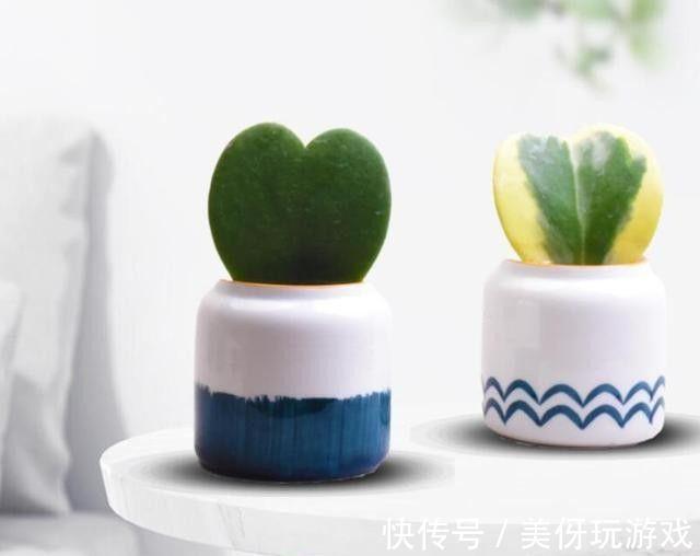 农历十月初三立冬后，养什么花？以下3种花，前程似锦红红火火