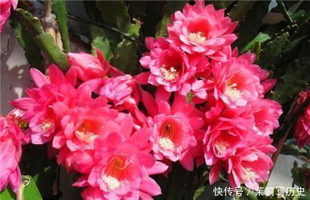 此花,花型硕大开花不见叶,颜值超荷花,比绿萝好养!