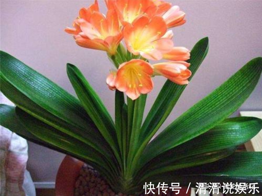 叶子|家养君子兰,叶片不对称、一边大一边小,学会“3招”就能解决