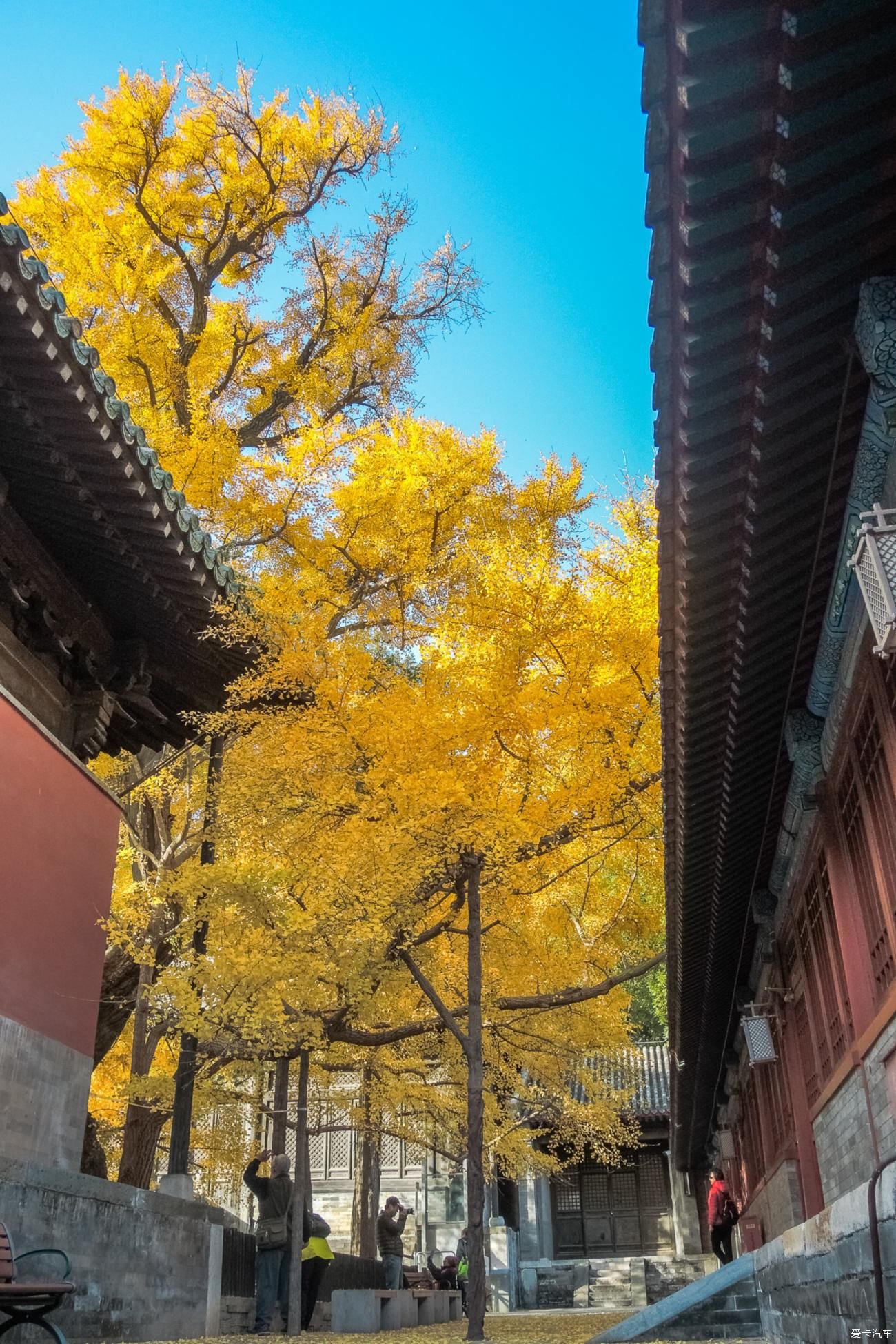  西山|西山大觉寺赏秋正当时