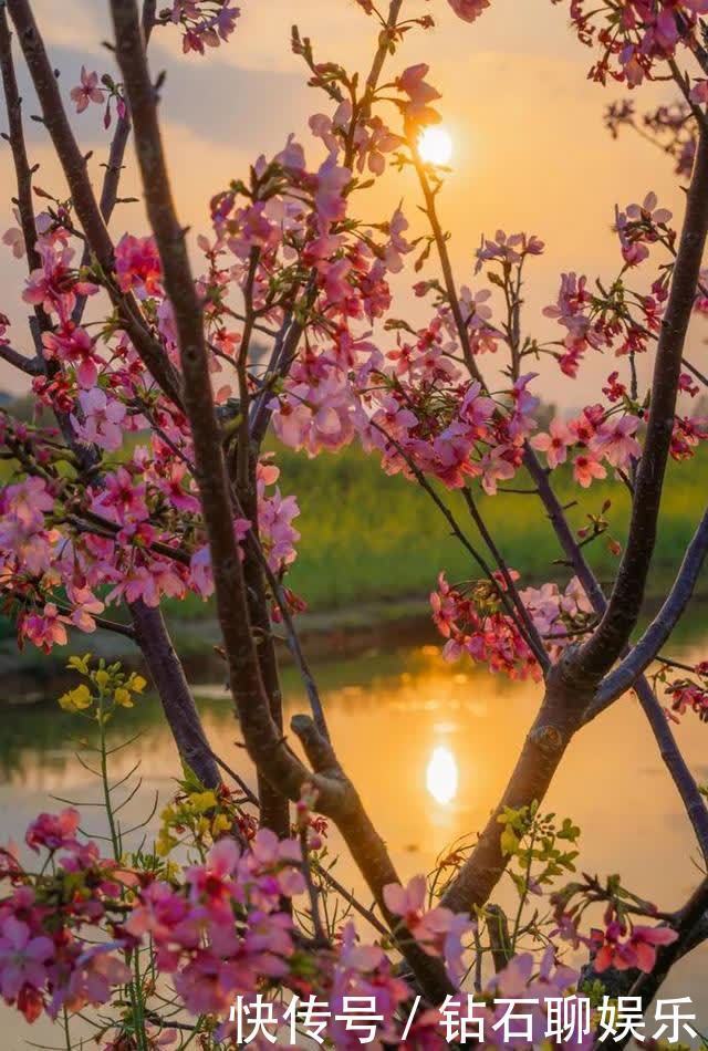 三月|花样荷城，美不胜收！