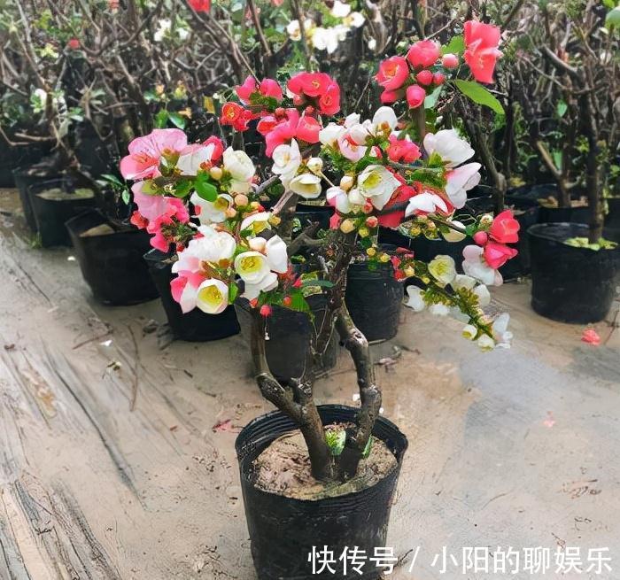 “寿命长”的11种花，好养寓意好，越养越值钱