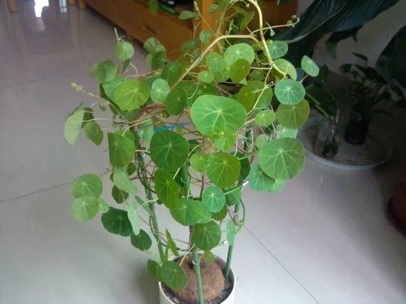 6种耐旱花,“大肚子”里面都是水,一个月不浇也没事!