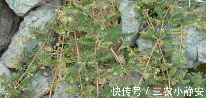 农民|果实都是刺,曾被农民用于喂牲畜,如今却一斤卖13元,成抢手货