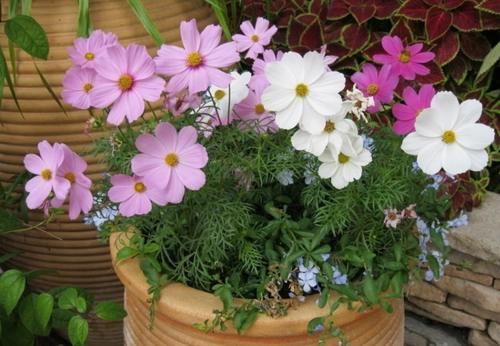 开春养上5种花，满满一阳台，开成花海真漂亮