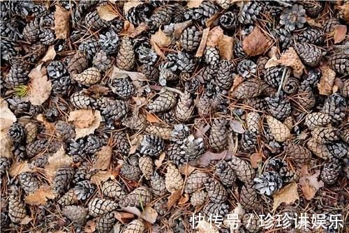 养护|山上的“这东西”,捡回来养护君子兰,轻松解决土壤板结问题!