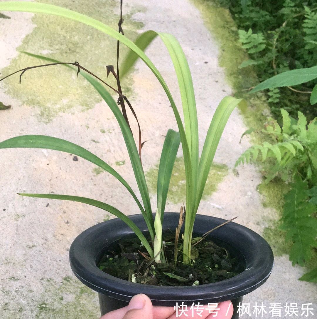 兰花|花300块买的建兰夏皇梅开花了,虽然只有一箭,不过好美好香哦