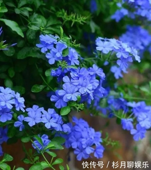 小花园|家里阳台上养上几种花,很简单就能让阳台成为小花园,自然美丽