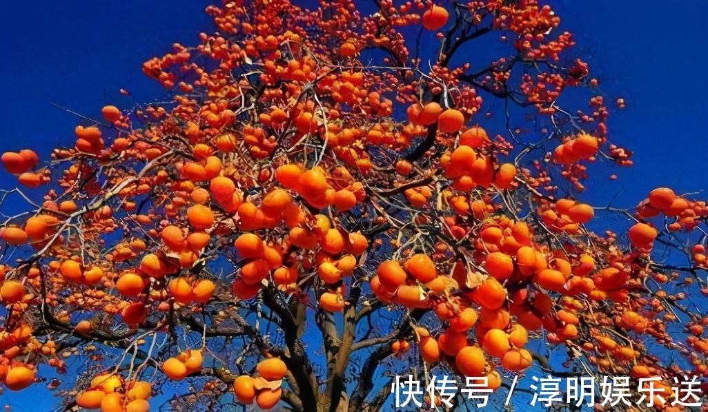 庭院|庭院栽种什么花卉树木比较好,赶快来了解一下吧