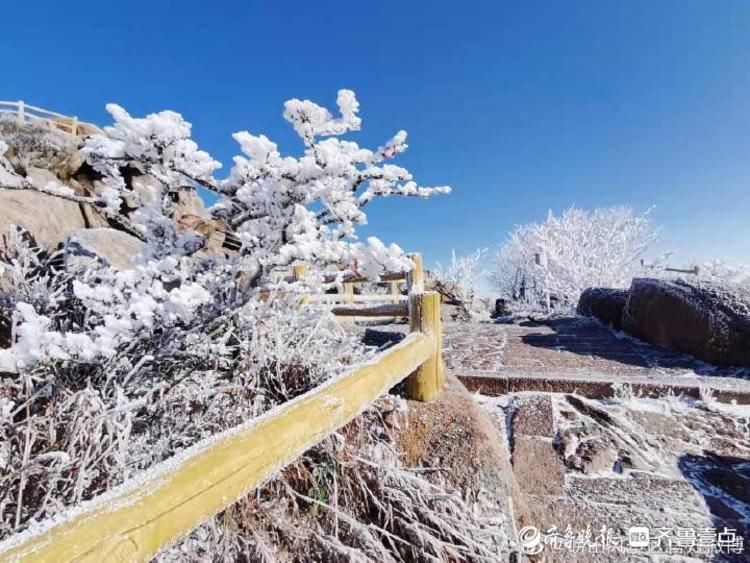 第一场雪|崂山迎来今冬第一场雪，白雪雾凇分外妖娆