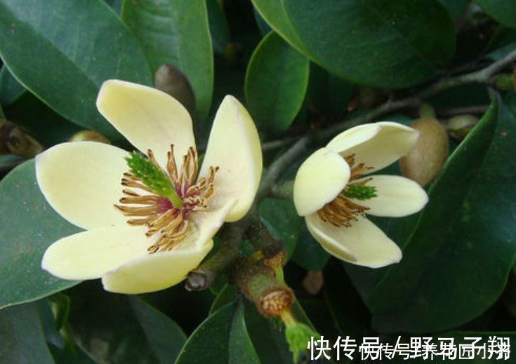 养这7种花,“醋”要经常浇,每月浇一碗,叶子绿油油