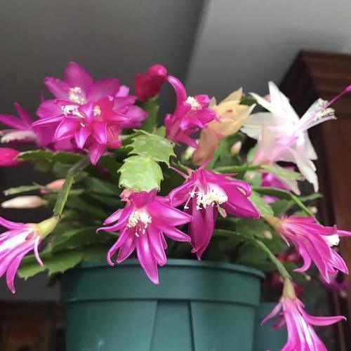 蟹爪兰不开花,2种废渣家家都有,埋1点花芽猛长,花爆盆