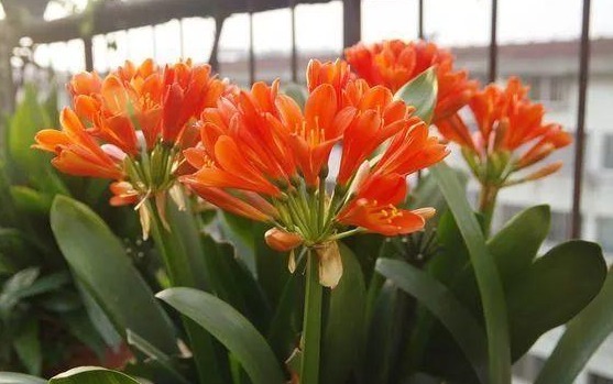 君子兰不开花记住“3个小方法”，1次开出几十朵花，美