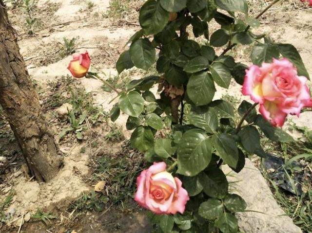 天后|月季花朵变小记得将“3步”做好,20天后花朵“拳头大”,漂亮