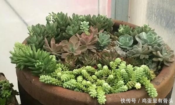  家庭|家庭种植多肉植物就用“此东西”！又漂亮又有创意！