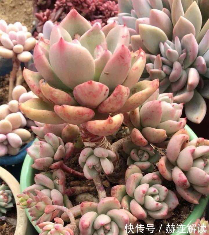 艾伦|姐姐养了9年的多肉,没有买肥就用它,个个长成精!