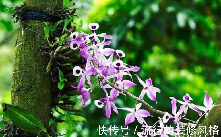 养这“10种花”，经常喷喷水，越长越旺“越精神”