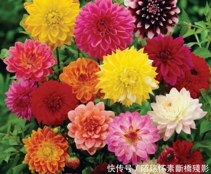 5种花花朵硕大，花期长，开花满枝头，越养越值钱，方法很简单