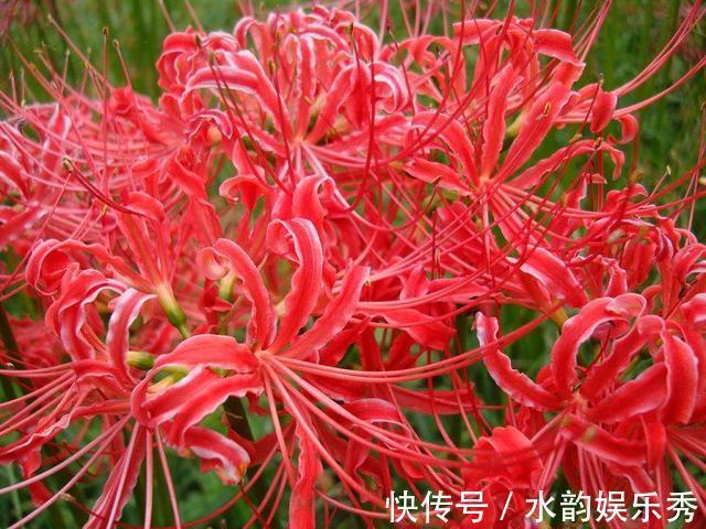 黄花茉莉|8种“小毒花”，叶子毒性大，家里若养着，光看别动它