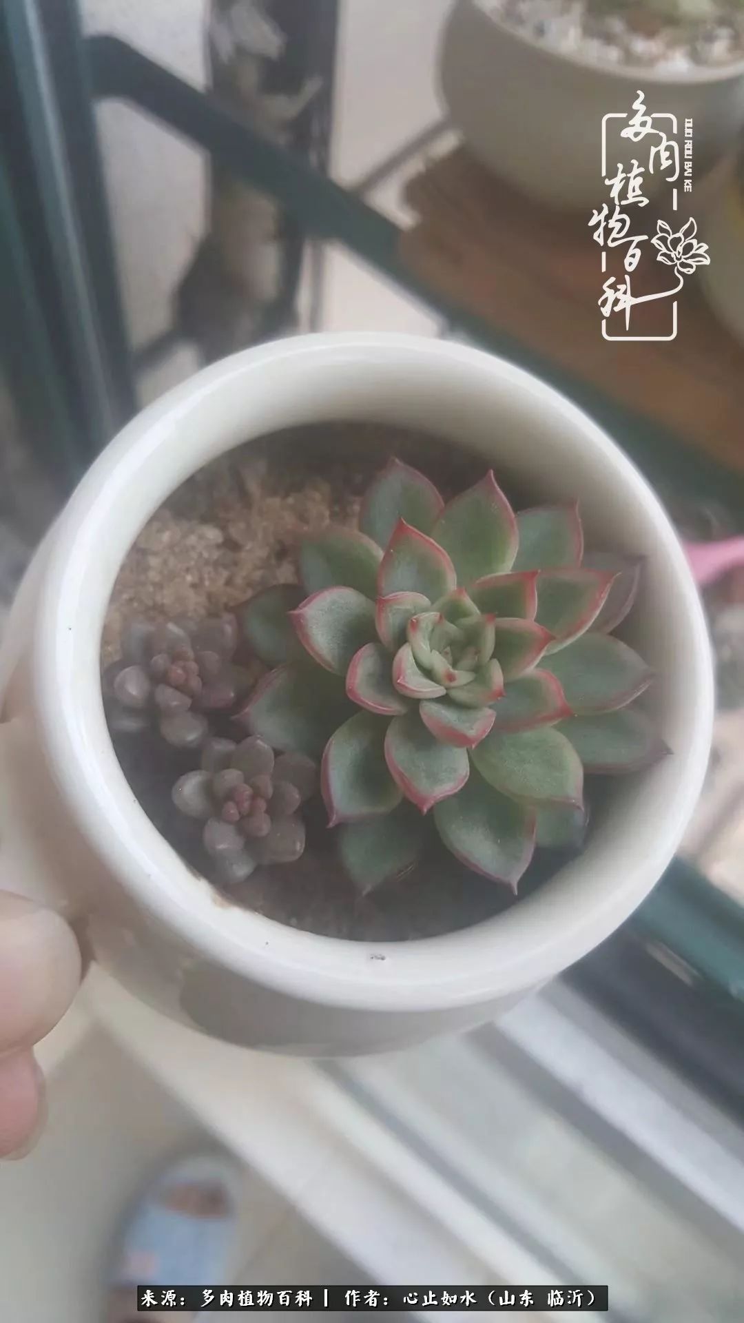 养多肉不只是说说而已，只要肯用心，它们绝对不会辜负你！