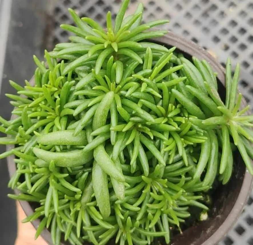 这3种花,开始春播了,7天破土,很快开成花海洋