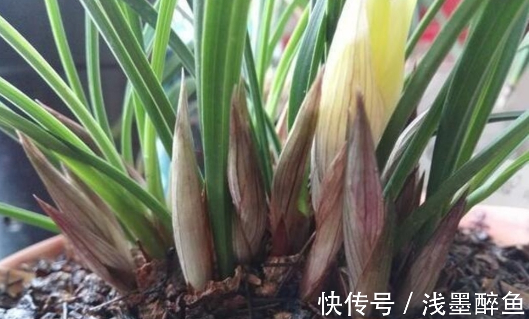 春天为兰花换盆，4个小细节不能忽视，不然难服盆，长势不旺