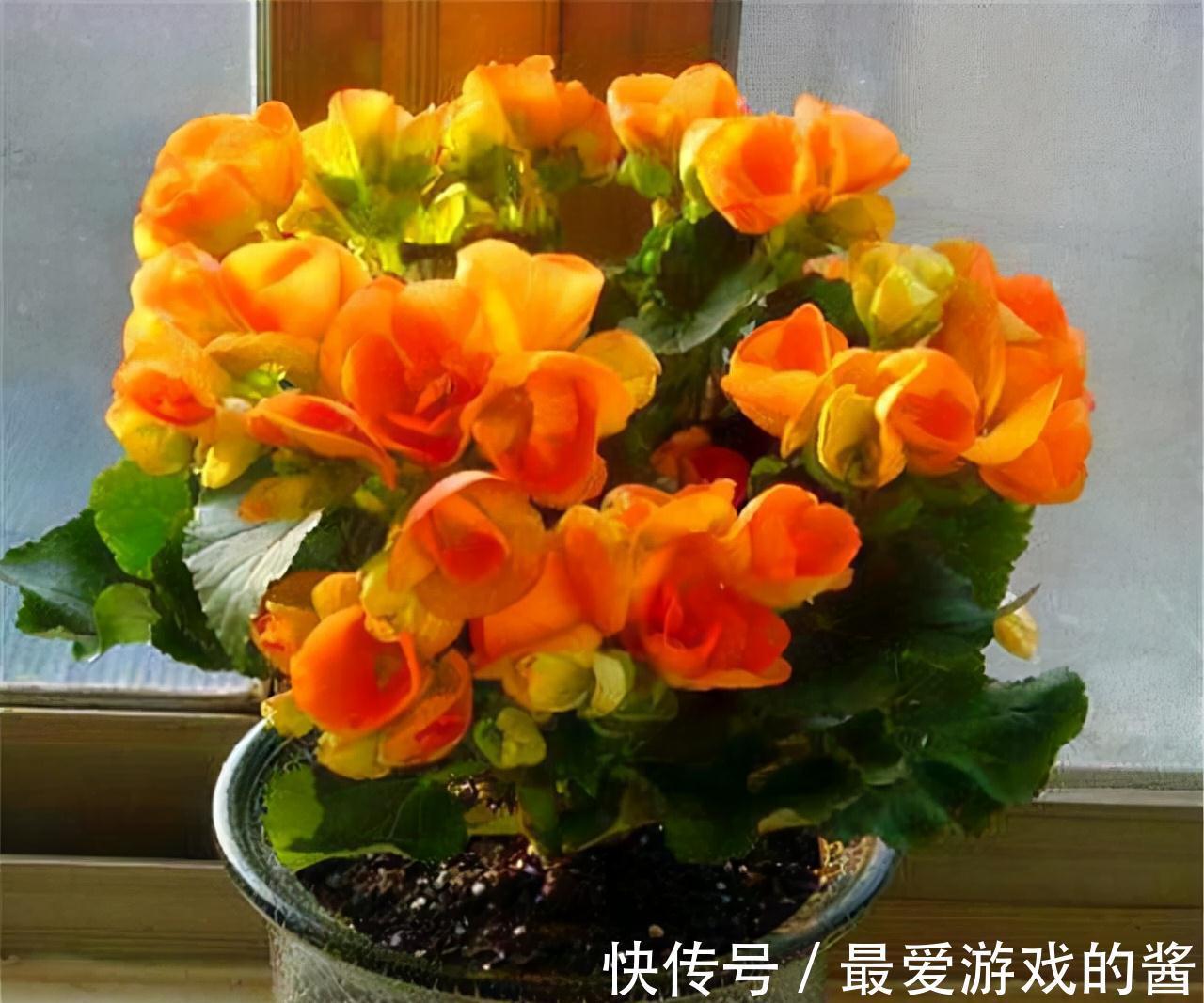 适合10月扦插的“5种花”,喜欢不要花钱买,几根枝条就能插一盆