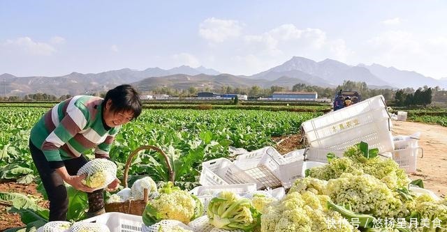 炒花菜，有人过油，有人焯水，究竟哪种方法好听听老厨子怎么说