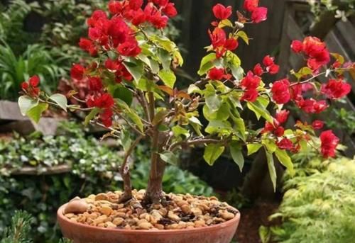 三角梅不开花怎么办？学会3个促花“技巧”，花芽长满枝