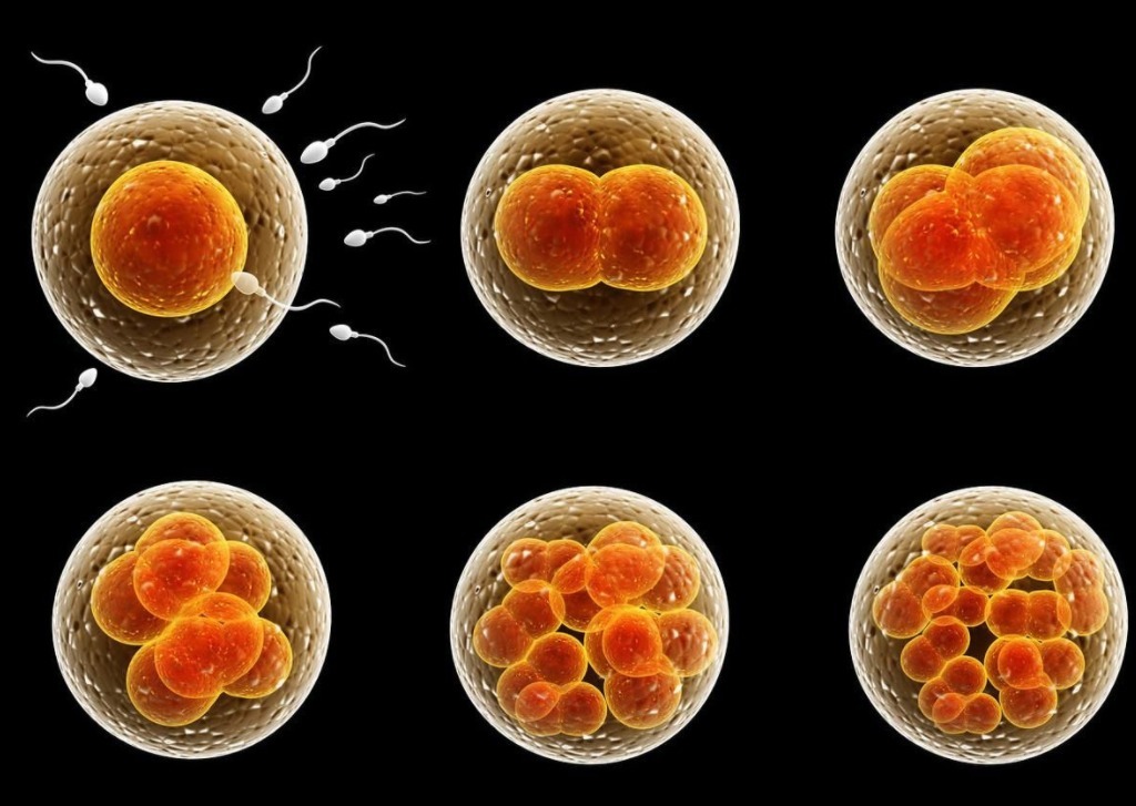 y染色体|?生男生女看谁,梦鲤鱼生女孩,梦蛇生男孩,有科学依据吗?