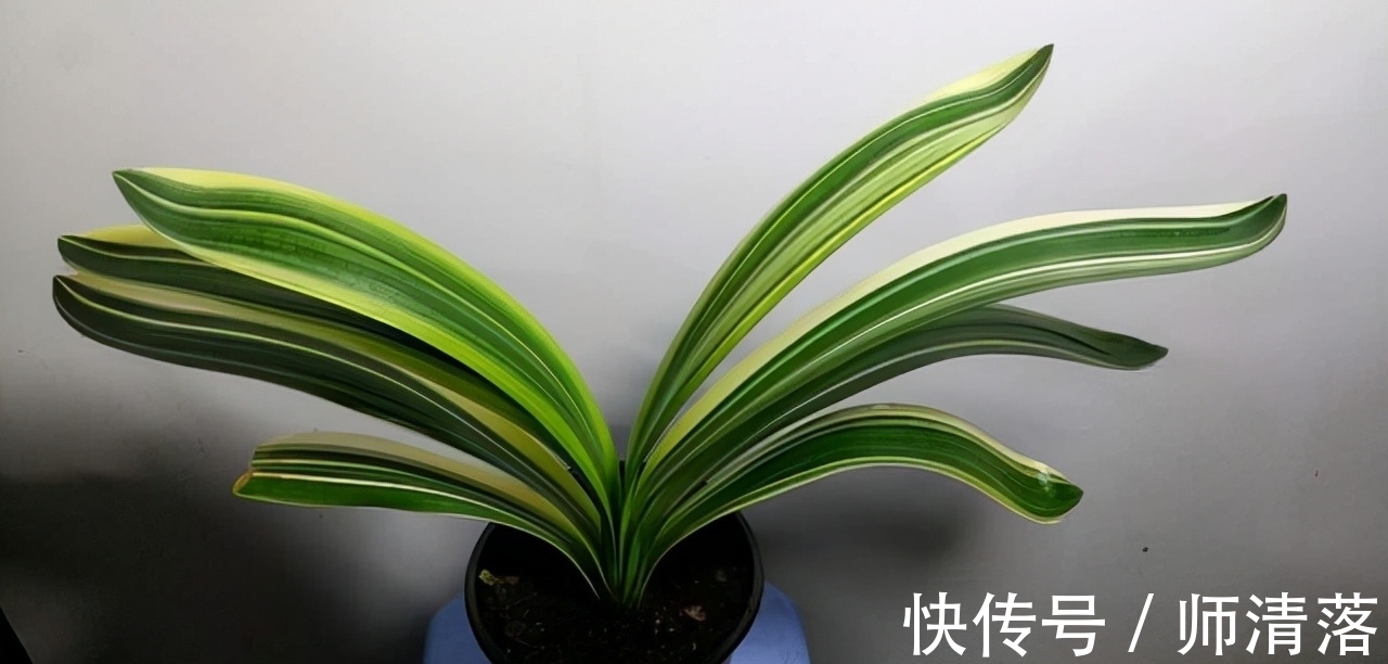 温差|想要君子兰在12月能孕蕾开花,做好这几件事,天冷就能蹿花箭