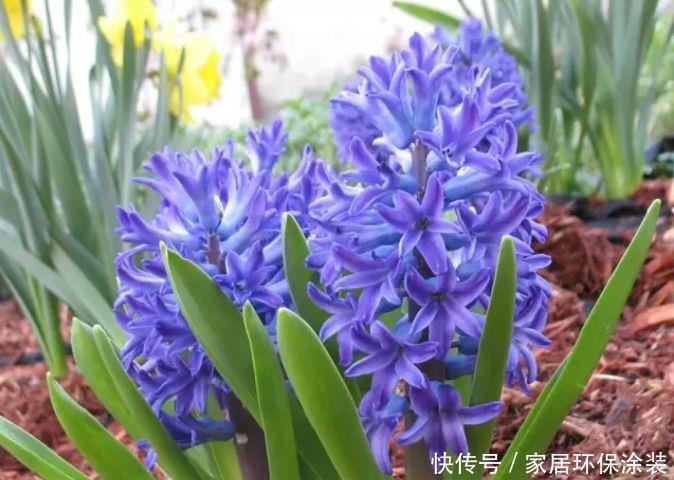 风信子冬怎么养?不要放在阳台上,浇水要注意几点