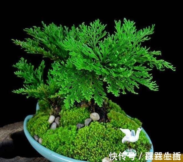 盆景|山崖上一种草,被称“还魂草”,人人见了挖一株,说是很值钱!