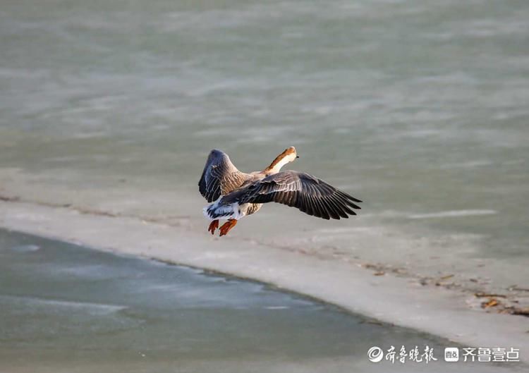 中年|鸿雁长什么样?冬日黄河沉砂池冰面上鸿雁嬉戏