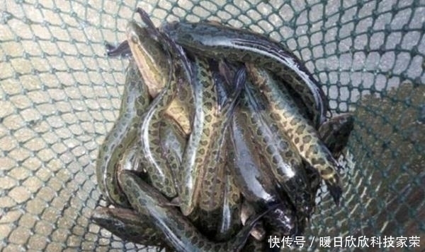 当地|都说亚洲鲤鱼的入侵让美国很头疼,但它的入侵才是让美国人最心塞